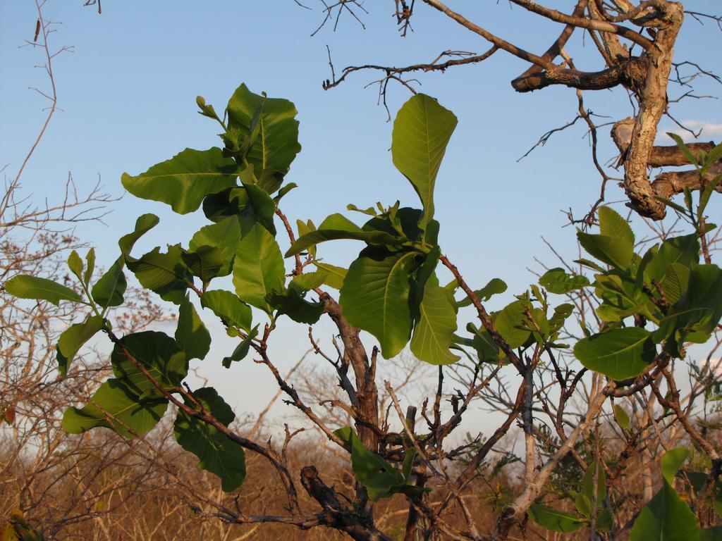 Hotel Fazenda Arara Azul 卡罗莱纳 外观 照片