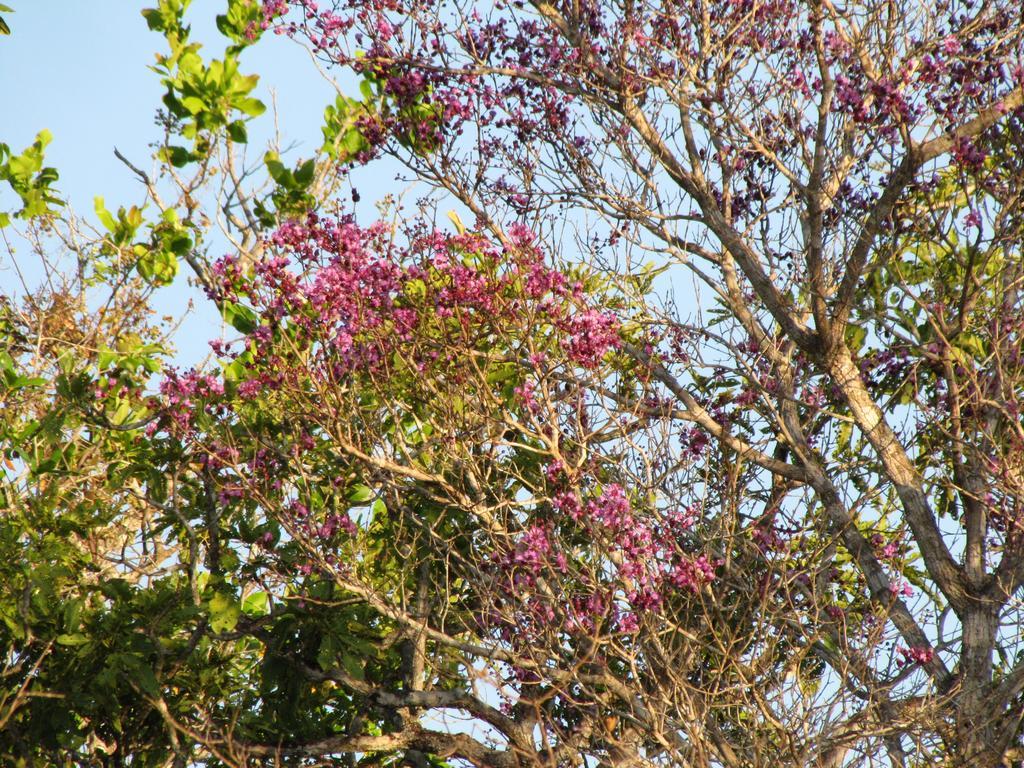 Hotel Fazenda Arara Azul 卡罗莱纳 外观 照片